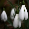 galanthus magnet - abriachan nurseries
